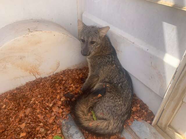 Lobinho &eacute; resgatado ap&oacute;s ser atropelado e abandonado em rodovia de MS