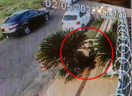 Câmera flagra homem destruindo planta na calçada de casa  no Carandá Bosque