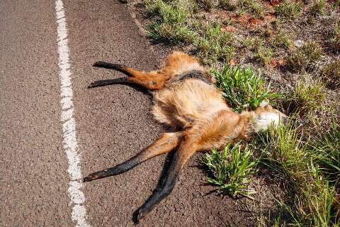 Enquete do dia: você já se deparou com animal morto em rodovia?	