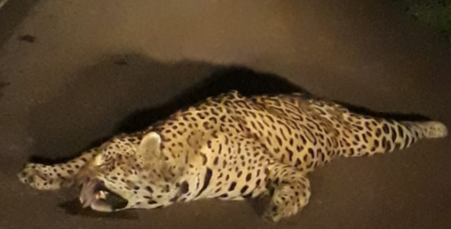 On&ccedil;a-pintada &eacute; encontrada morta atropelada na BR-262, em Porto Morrinho