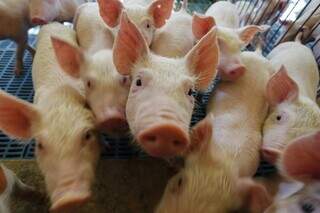 Mato Grosso do Sul é o 6º no ranking de exportações de carne suína. (Foto: Semagro / Divulgação)