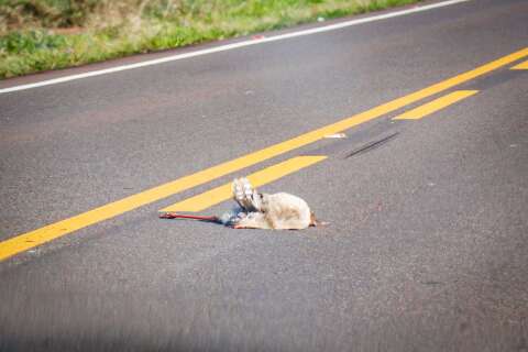 Quase todos os leitores afirmam que já viram animal morto nas estradas de MS