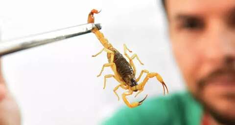 No primeiro trimestre, MS tem 9 ataques de escorpiões por dia