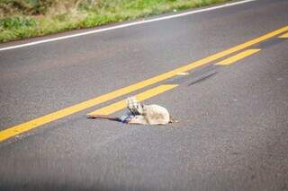 Animais mortos no chão, muitas vezes por conta de atropelamentos, são cenas comuns nas estradas sul-mato-grossenses. (Foto: Henrique Kawaminami)