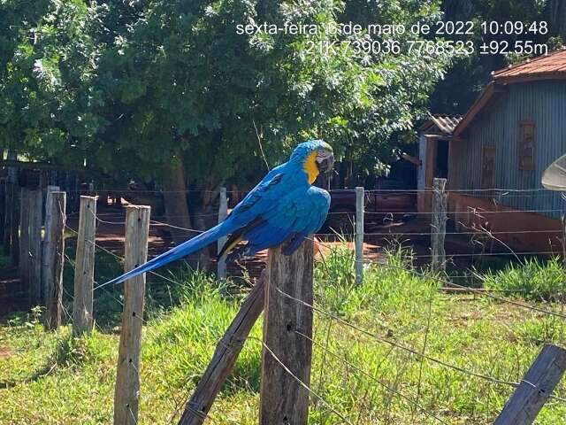 Arara-canind&eacute; ferida &eacute; resgatada em propriedade rural