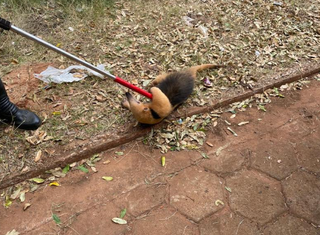 Tamanduá-mirim foi capturado por equipe da Polícia Militar Ambiental. (Foto: Divulgação/PMA)