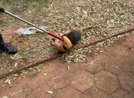 Acuado por cães, tamanduá-mirim é capturado em bairro e devolvido à natureza