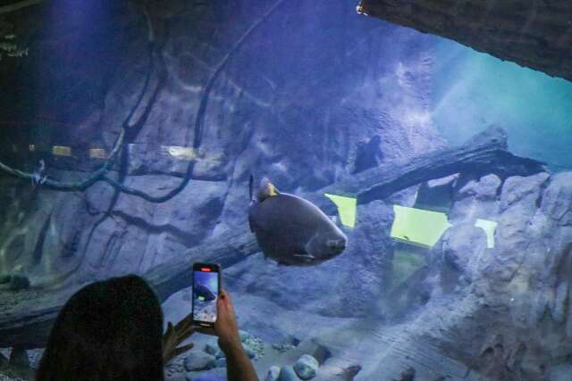 Com cadastro familiar e mais vagas, agendamentos do Bioparque voltam dia 16