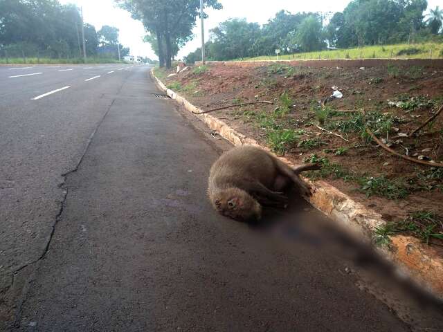 Capivara &eacute; encontrada morta em trecho da Avenida Interlagos