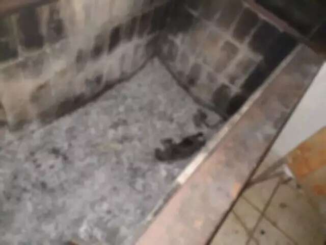 Incinera&ccedil;&atilde;o de gatos em churrasqueira teria sido acidental, aponta investiga&ccedil;&atilde;o