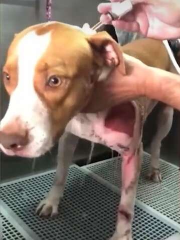 Thor, o c&atilde;o que foi arrastado vivo, ter&aacute; alta e precisa de lar