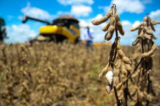 Colheita de soja em Mato Grosso do Sul. (Foto: Marcos Ermínio/Arquivo)
