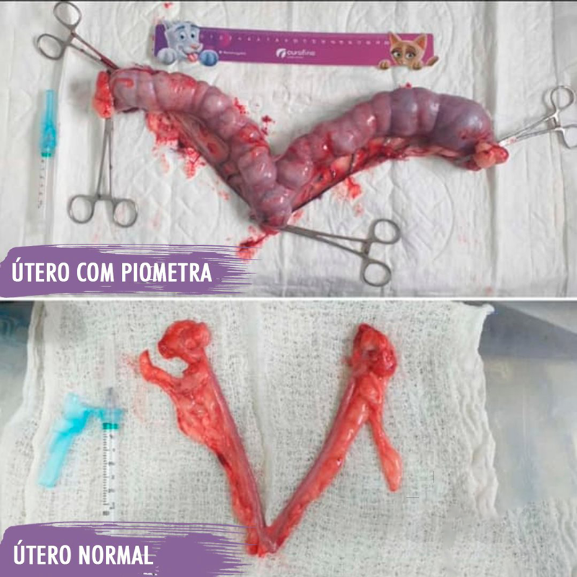 Comparação de útero normal e com piometria. Imagem: Núcleo de Atendimento Pet