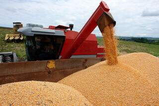 Cultura do milho tem previsão de aumento, apesar das adversidades climáticas. (Foto: Arquivo/Embrapa)