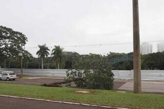 Árvore caiu sobre Avenida Afonso Pena durante tempestade desse sábado. (Foto: Paulo Francis)