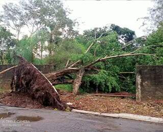 Árvore arrancada pela ação do vento em Miranda. (Foto: O Pantaneiro)