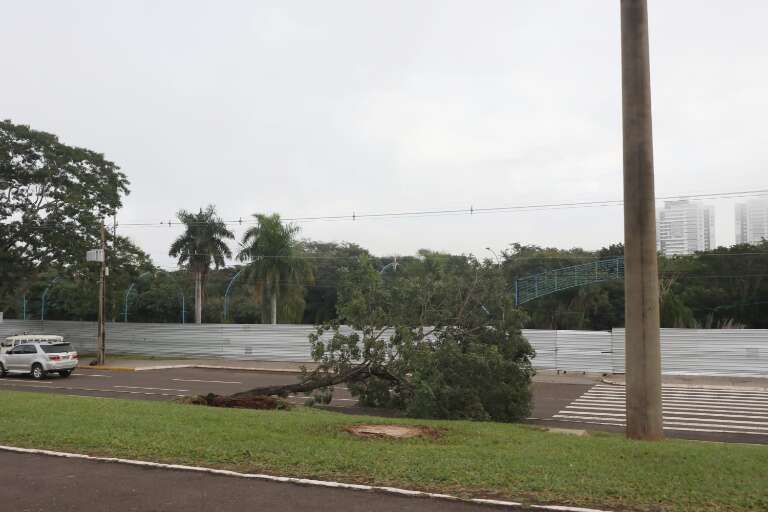 Árvore caída sobre Avenida Afonso Pena, na região onde ficava a Cidade do Natal. (Foto: Paulo Francis)
