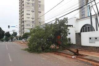 Ao cair, árvore levou consigo parte da fiação na Rua Padre João Crippa, no Centro da Capital. (Foto: Paulo Francis)
