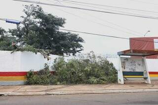 Galhos de árvores foram arrancados durante o temporal de sábado. (Foto: Paulo Francis)