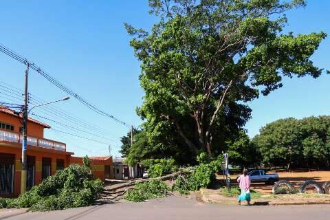Parte de árvore que caiu com vendaval bloqueia rua há 2 dias 