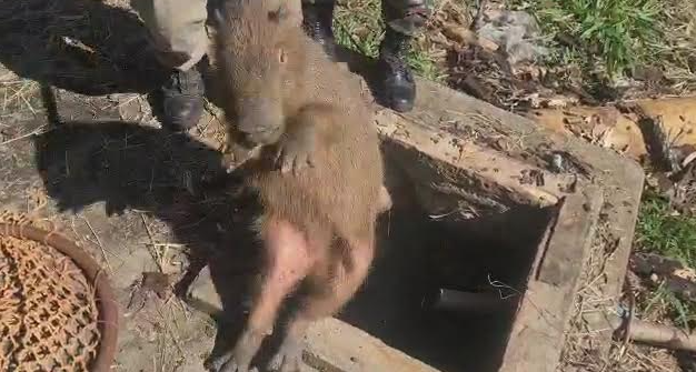 Capivaras caem em cisterna no Aero Rancho e s&atilde;o resgatadas por militares 