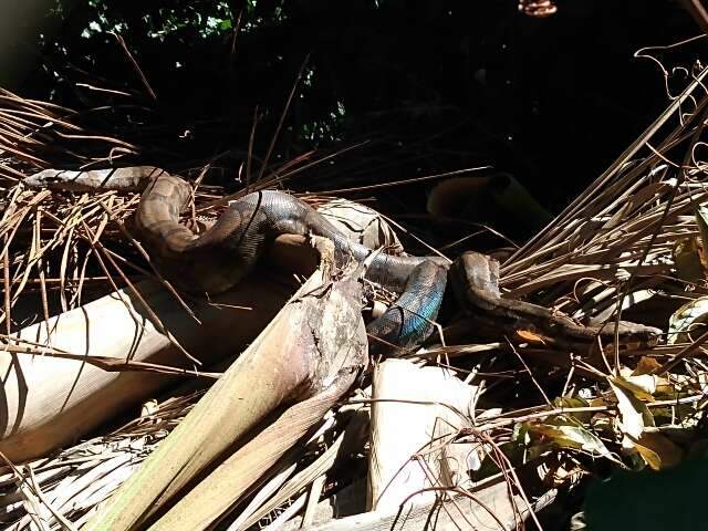 Professor flagra jiboias tomando sol em campus da UFMS