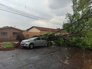 Carro atingido por árvore, em Campo Grande, no fim do ano passado. (Foto: Direto das Ruas)