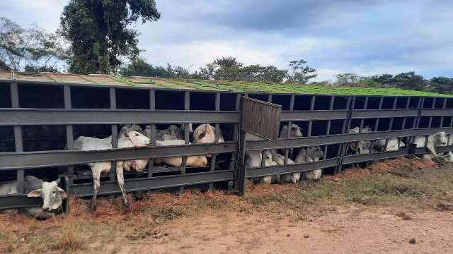 Desgovernado, caminhão carregado com bois tomba e 12 animais morrem 