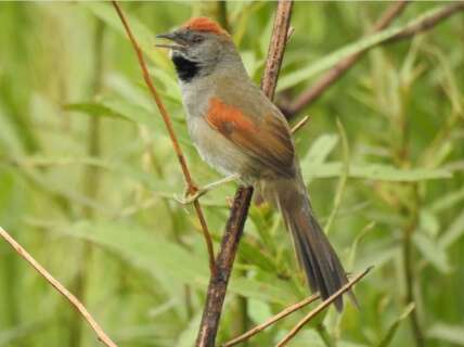Aves raras são avistadas por observadores em unidades de conservação de MS