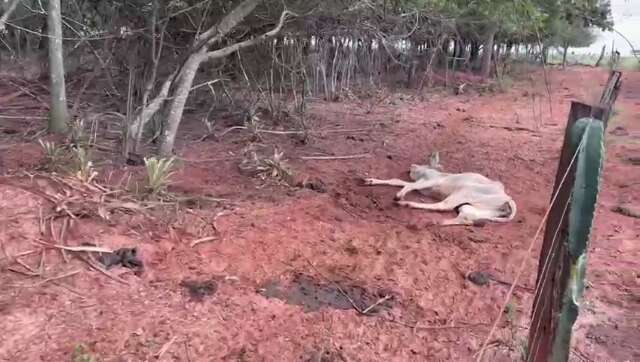 Fazendeiro Multado Em Mil Ap S Animais Morrerem De Fome