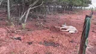 Um dos animais mortos na propriedade rural. (Foto: Divulgação | PMA)