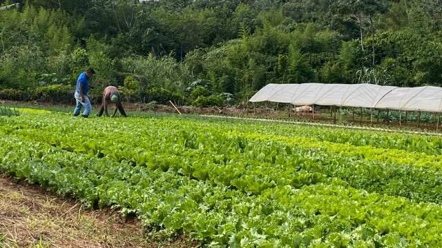 Diante do frio e previs&atilde;o de geada, horticultores da Capital temem preju&iacute;zos