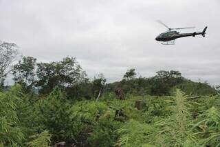 Helicóptero da Polícia Federal sobrevoa lavoura de maconha na fronteira. (Foto: Divulgação)