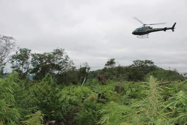 PF e Senad paraguaia se unem em outra investida contra ro&ccedil;as de maconha