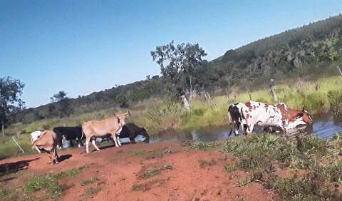 Produtor é multado em R$ 10 mil por soltar gado para pastar em área de proteção