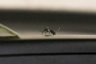 Mosquito Aedes aegypti, transmissor da dengue, zika e chikungunya (Foto: Arquivo/Henrique Kawaminami)