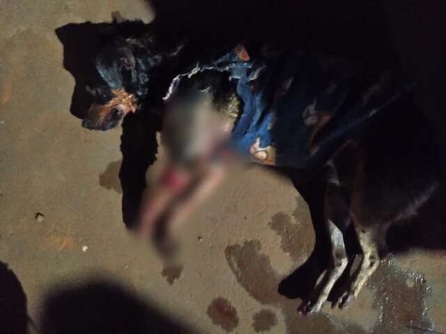 C&atilde;ozinho &eacute; dilacerado por pitbulls e moradores tentam achar o seu dono 