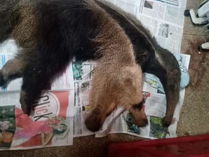 Tamanduá fêmea é atropelado e resgatado em estado crítico pela PMA