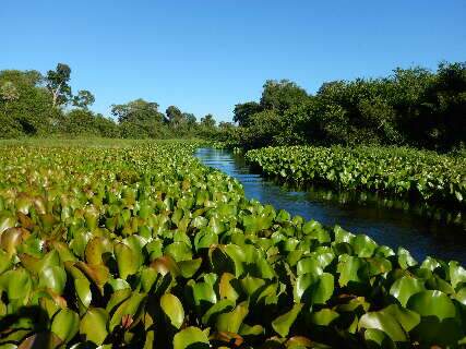 A novela Pantanal pode ajudar na conservação ambiental?