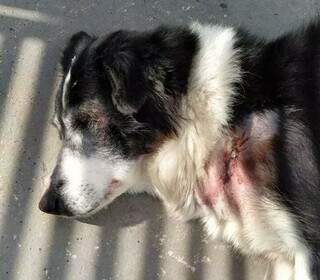 Cachorra ferida após ser atacada por pitbull que escapou. (Foto: Direto das Ruas)