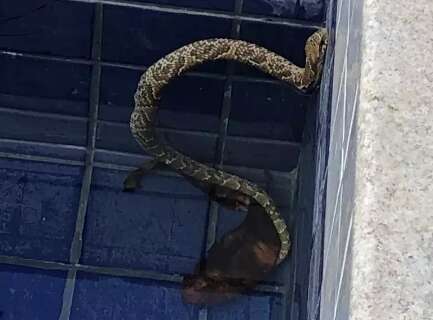 Moradora encontra cobra de 1,3 metro dentro da piscina de casa 