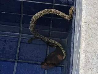 Cobra foi encontrada por moradora que reside no Centro de Bonito. (Foto: PMA)