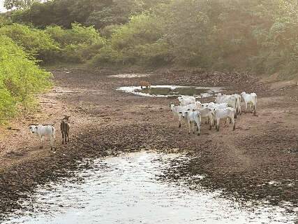 Há 6 anos sem cheia, Pantanal vê animais disputarem poças de água 
