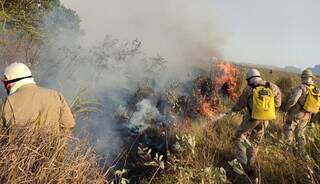 Brigadistas combatem incêndio no Passo do Lontra. (Foto: Divulgação/Corpo de Bombeiros)
