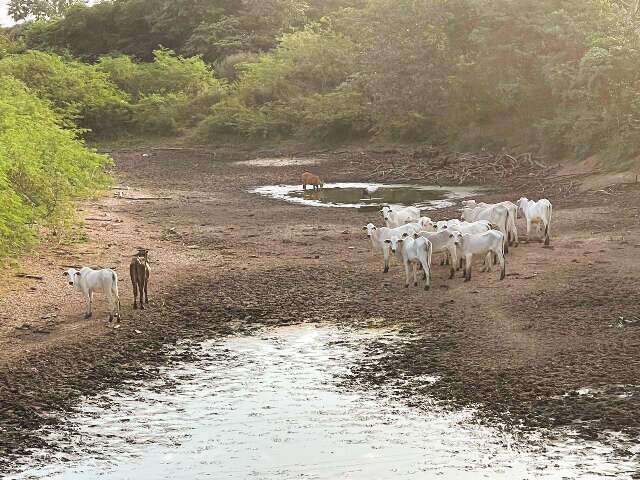 H&aacute; 6 anos sem cheia, Pantanal v&ecirc; animais disputarem po&ccedil;as de &aacute;gua 