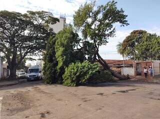 Árvore caída na Avenida Dr. João Rosa Píres. (Foto: Mirian Machado)