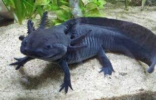 Salamandra mexicana também é conhecida como &#34;monstro aquático&#34; e está ameaçada de extinção. (Foto: Mundo Ecologia)