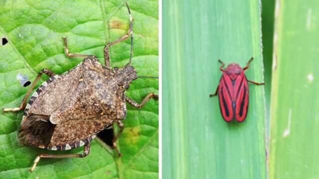 Insetos sugadores e bicudo são os maiores desafios da produtividade agrícola 