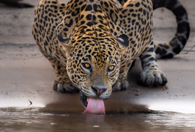 Peti&ccedil;&atilde;o online re&uacute;ne assinaturas contra planta&ccedil;&atilde;o de soja no Pantanal 