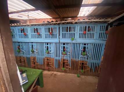 Centro que treinava galos para rinha é fechado com animais de até R$ 3 mil